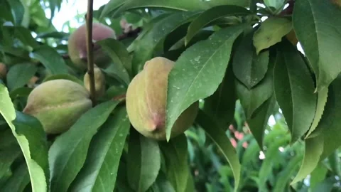 Peache tree Stock Footage