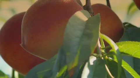 Peaches 2 Stock Footage 874854