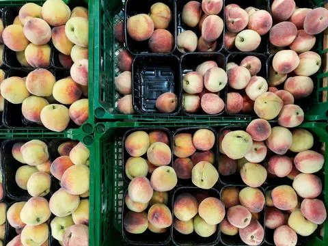 Peaches in baskets top view Concept of vegetable garden, gardening.. Stock Photos