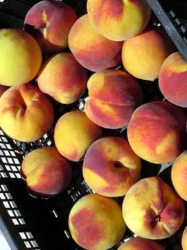Peaches in box Stock Photos