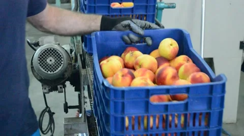 Peaches in boxes Video stock 44508045