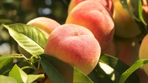 Peaches on a branch close-up Stock Footage 91331161