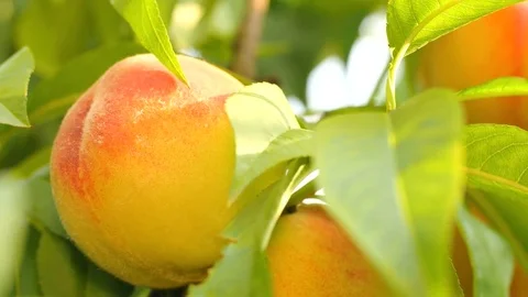 Peaches on branch with leaves Stockbeeldmateriaal 70375556