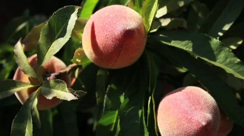 Peaches Close Stock Footage 739104