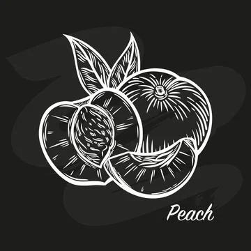 Peaches in engraving style on a black background Stock Illustration