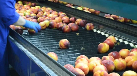 Peaches in the factory Video stock 44507754