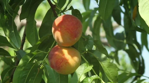 Peaches Stock Footage 874852