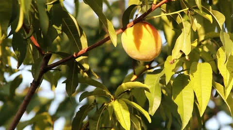  peaches  Stock Footage 24874584