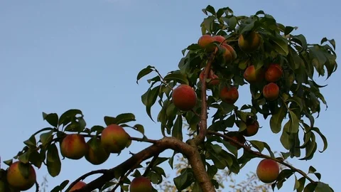 Peaches 스톡 동영상 94194914