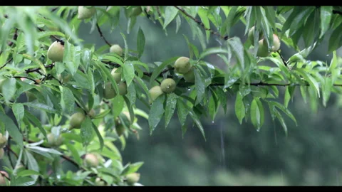 Peaches Vídeos de archivo 130485590