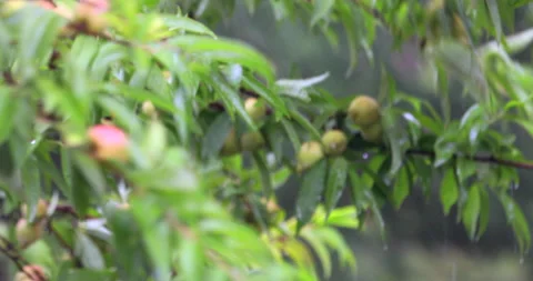 Peaches Vídeos de archivo 130947182