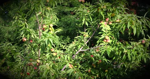 Peaches Vídeos de archivo 131182357