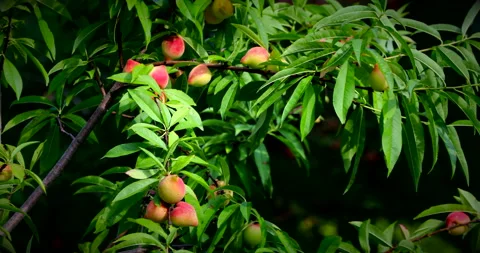 Peaches Vídeos de archivo 131183624
