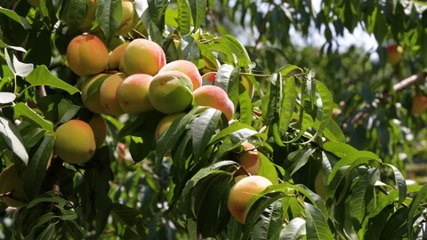 Peaches grow on a tree Stock Footage 94388184