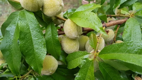 Peaches grow on a tree Stock Footage 95779707