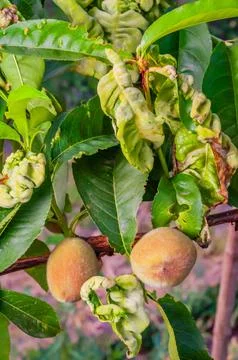 Peaches growing on a tree with leaf curl disease. The leaves are distorted an Stock Photos