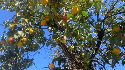 Peaches growing on tree, low angle view Stock Footage 346743070