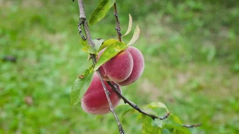 Peaches growing on a tree, slow-motion, moving shot Stock Footage 244603584