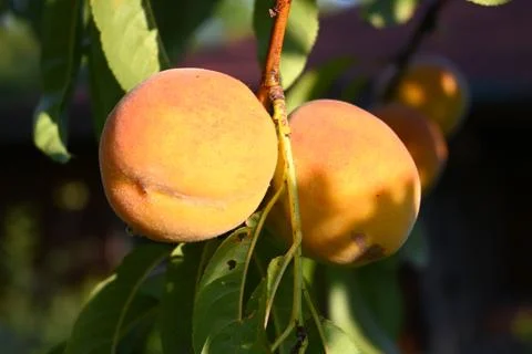 Peaches hanging on a tree branch Stock Photos