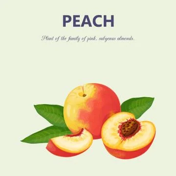 Peaches. Isolated objects Illustrazione stock