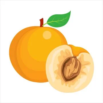 Peaches, nectarines. Stock Illustration