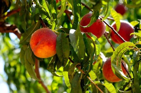 Peaches Stock Photos