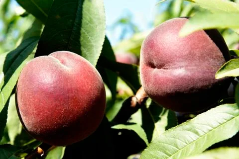 Peaches Stock Photos