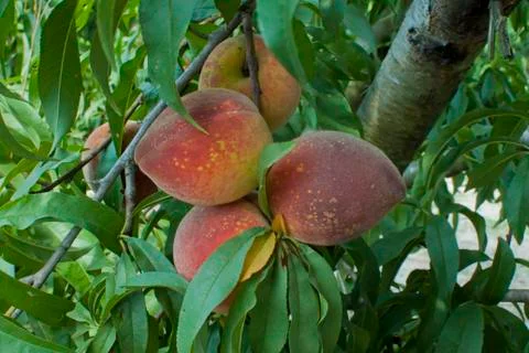 Peaches 스톡 사진