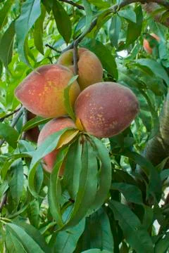 Peaches Stock Photos