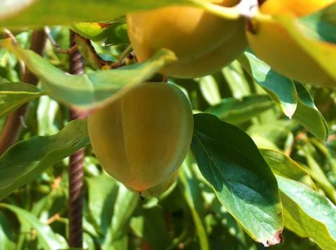 Peaches Stock Photos