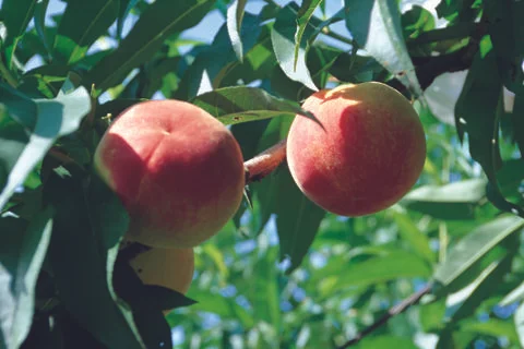 Peaches Stock Photos