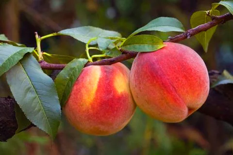 Peaches Stock Photos