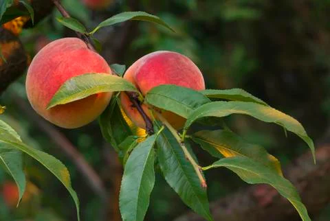 Peaches Stock Photos