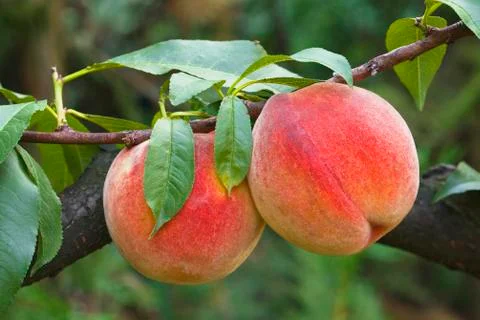 Peaches Stock Photos