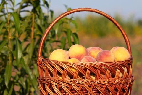 Peaches Stock Photos