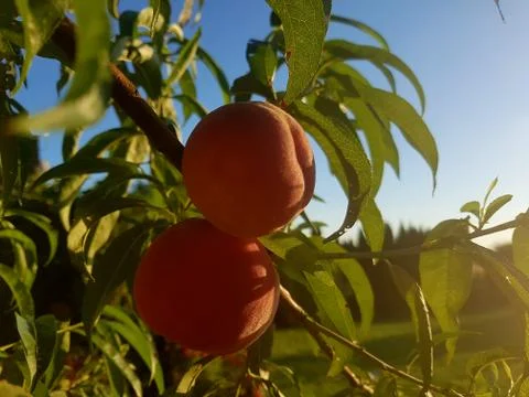Peaches Stock Photos