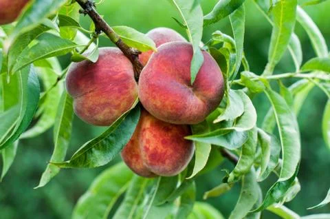 Peaches Stock Photos