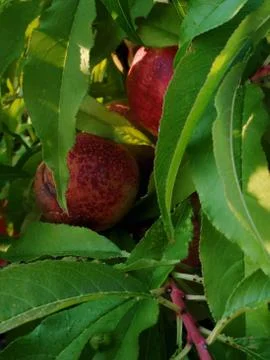 PEACHES Stock Photos