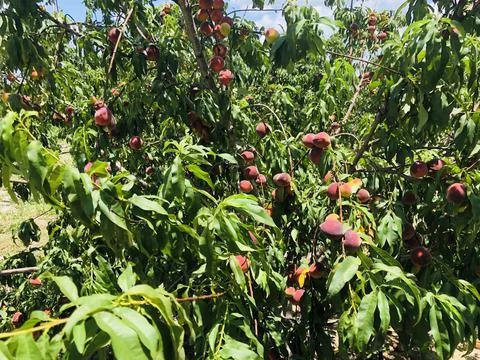 Peaches 写真素材