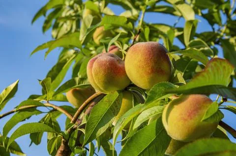 Peaches with a red side on a green tree branch. Stock Photos