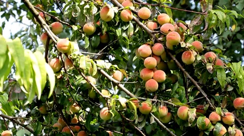 Peaches on a Tree Branch 스톡 동영상 35649720