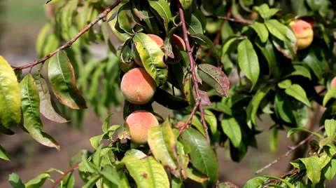 Peaches on a Tree Branch Stock Footage 35649729