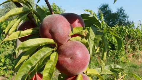 Peaches on a tree branch Video stock 113597119