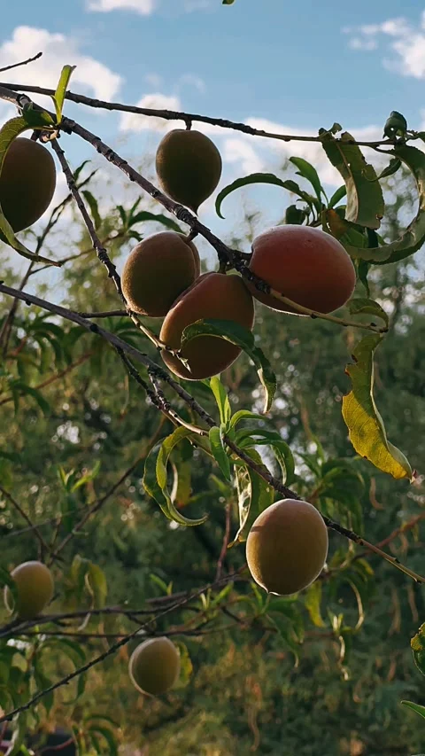 Peaches on a tree branch, fruit, tree fruit, fruits Video stock 252092690