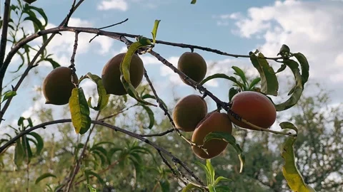 Peaches on a tree branch, fruit, tree fruit, fruits Video stock 252092692
