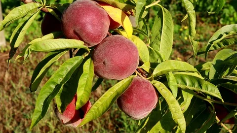 Peaches on tree close up Stock Footage 112126164