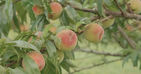 Peaches on tree Close Up Summer Stockbeeldmateriaal 87415675
