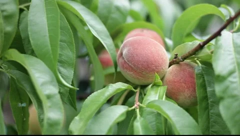 Peaches on tree Stock Footage 7739064