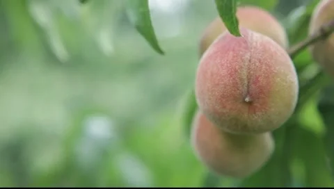Peaches on tree Stock Footage 7739084
