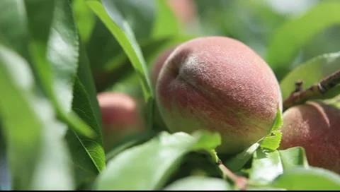 Peaches on tree Stock Footage 7739204
